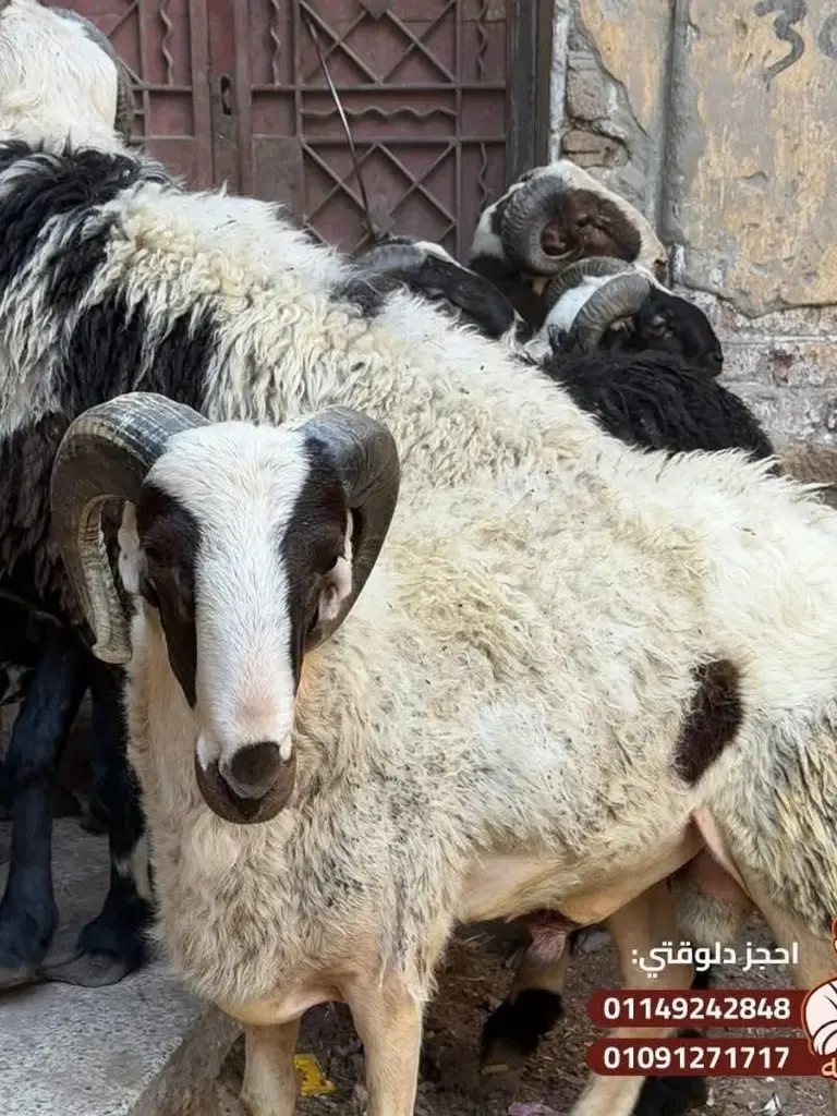 خروف صعيدي